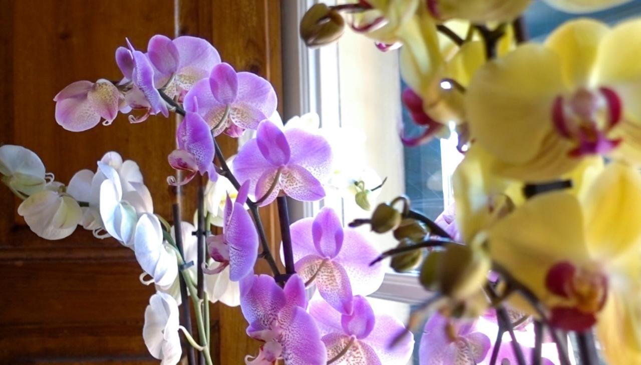 Villa San Donato B&B Λούκα Εξωτερικό φωτογραφία
